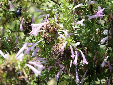 Poliomintha longiflora