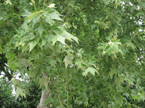 Platanus mexicana