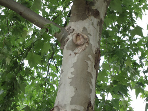 Platanus mexicana