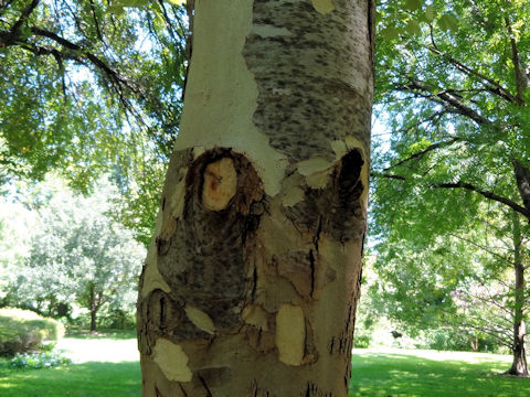 Platanus mexicana cv. Alamo