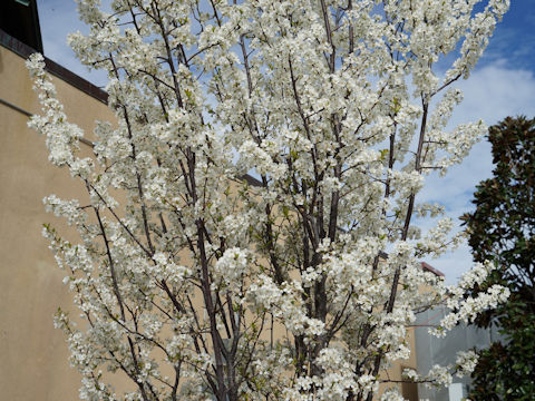 Prunus mexicana