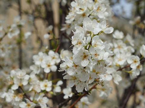 Prunus mexicana