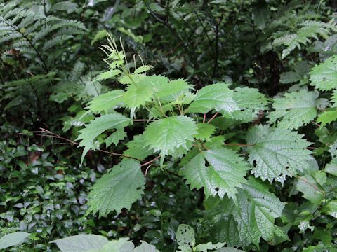 Boehmeria platanifolia