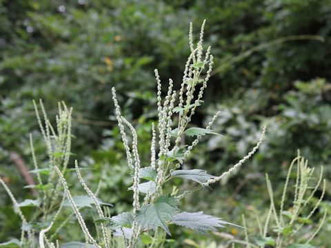 Boehmeria platanifolia