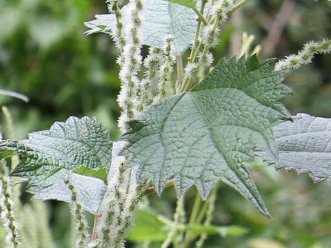 Boehmeria platanifolia