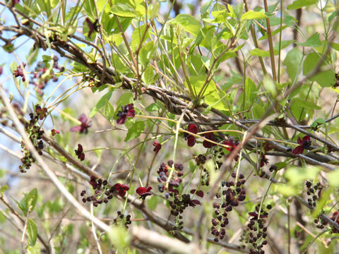 Akebia trifoliata