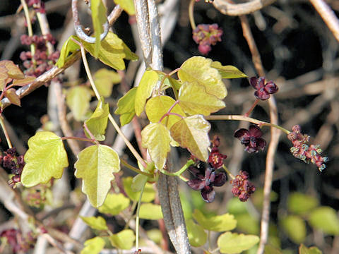 Akebia trifoliata