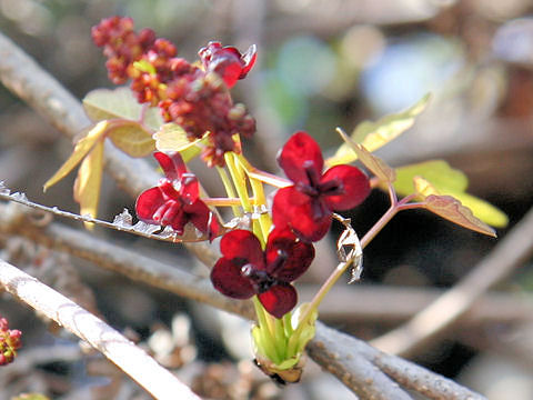 Akebia trifoliata