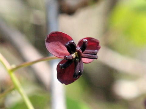 Akebia trifoliata