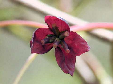 Akebia trifoliata