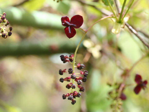 Akebia trifoliata