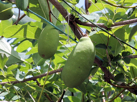 Akebia trifoliata