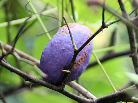 Akebia trifoliata