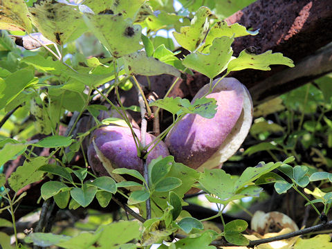 Akebia trifoliata