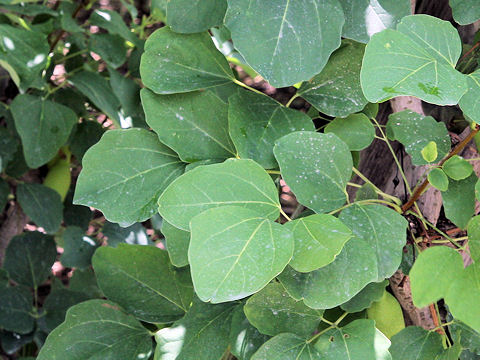 Akebia trifoliata