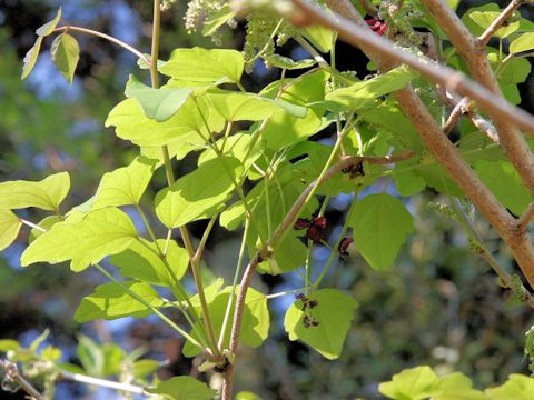 Akebia trifoliata