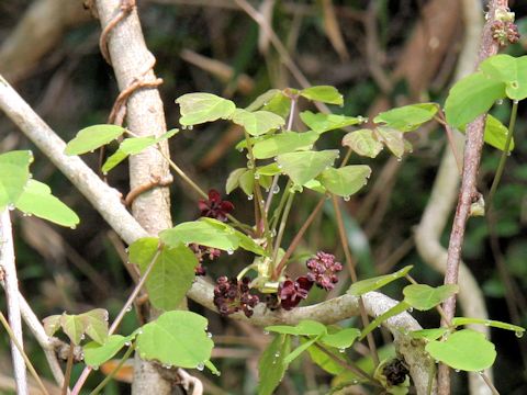 Akebia trifoliata