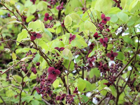 Akebia trifoliata