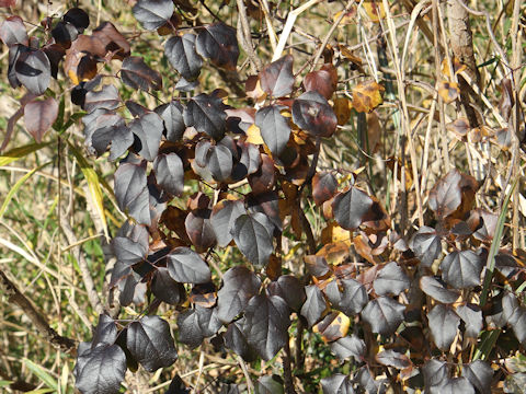 Akebia trifoliata