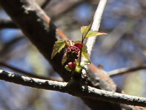 Akebia trifoliata