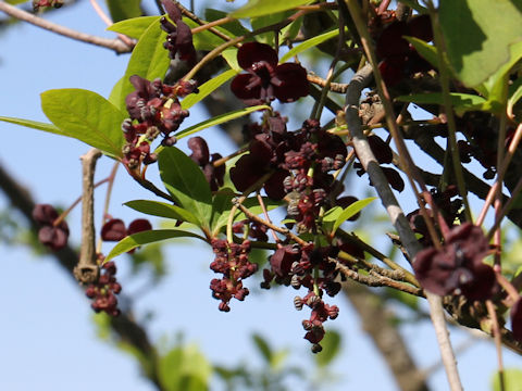 Akebia trifoliata