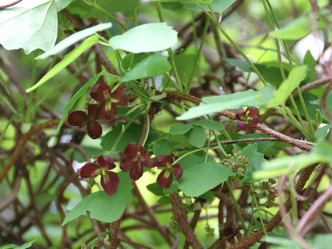 Akebia trifoliata