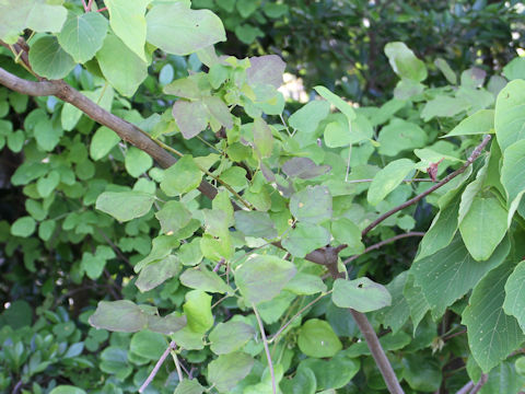 Akebia trifoliata