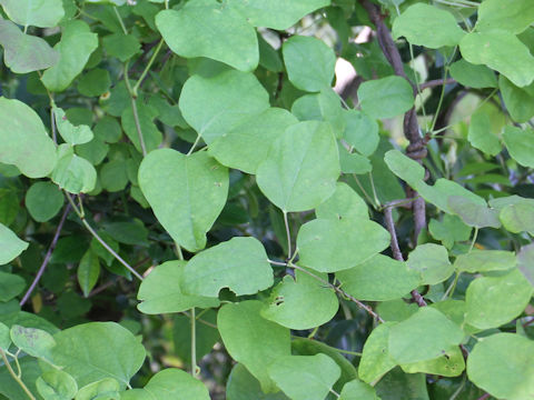 Akebia trifoliata