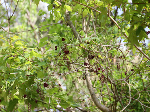 Akebia trifoliata