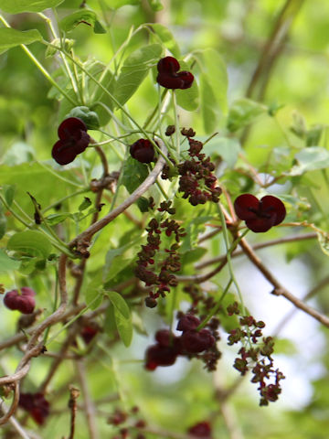 Akebia trifoliata