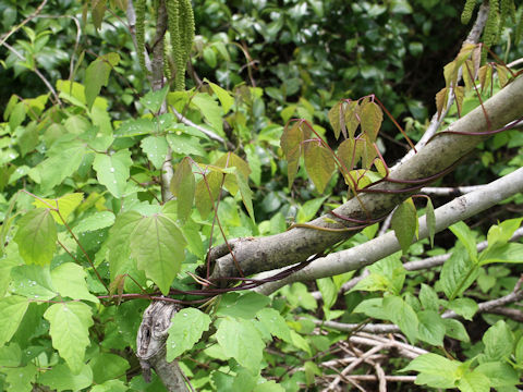 Akebia trifoliata