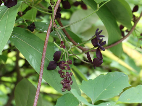 Akebia trifoliata