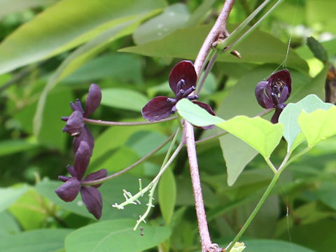 Akebia trifoliata