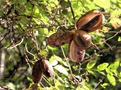 Akebia trifoliata