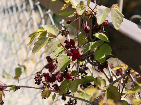 Akebia trifoliata