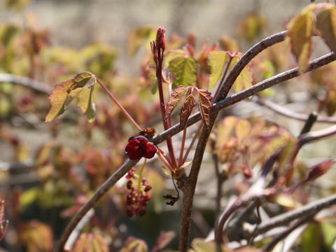 Akebia trifoliata