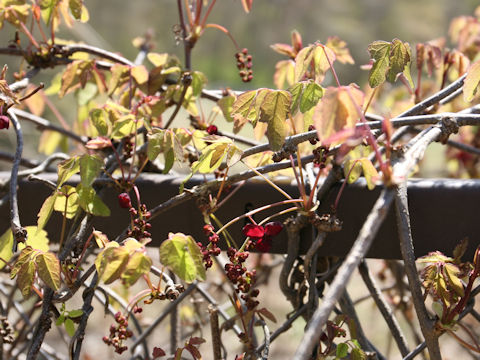 Akebia trifoliata