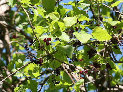 Akebia trifoliata