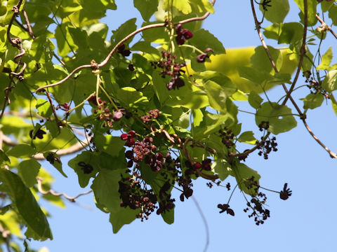 Akebia trifoliata