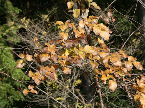 Akebia trifoliata