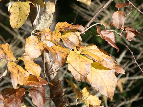 Akebia trifoliata