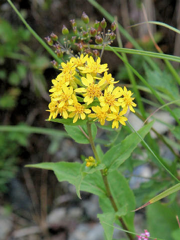 Solidago virgaurea ssp. leiocarpa f. japonalpestris