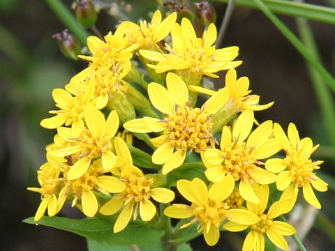 Solidago virgaurea ssp. leiocarpa f. japonalpestris