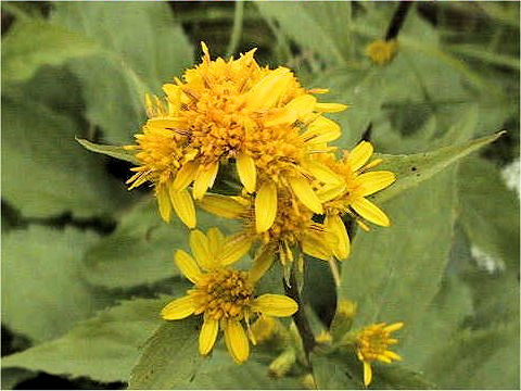 Solidago virgaurea ssp. leiocarpa f. japonalpestris