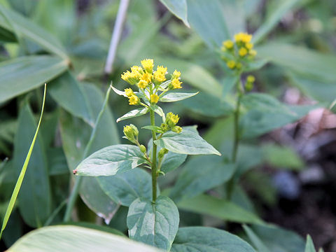 Solidago virgaurea ssp. leiocarpa f. japonalpestris