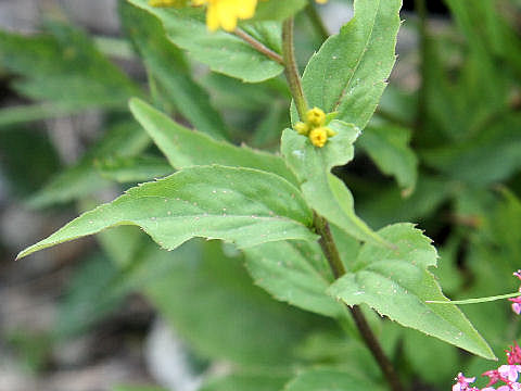 Solidago virgaurea ssp. leiocarpa f. japonalpestris