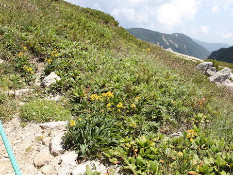 Solidago virgaurea ssp. leiocarpa f. japonalpestris