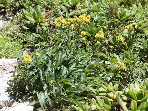 Solidago virgaurea ssp. leiocarpa f. japonalpestris