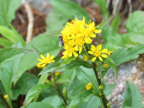 Solidago virgaurea ssp. leiocarpa f. japonalpestris