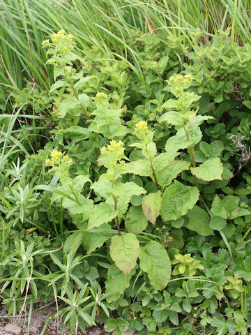 Solidago virgaurea ssp. leiocarpa f. japonalpestris